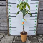 Mangovník (Mangifera indica) ´MALLIKA´ - výška 70-90 cm, kont. C7L